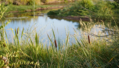 Beautiful Pond and Green area