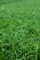 spring season abstract natural background of green rice farm close up with water drop . grass with water drops . 