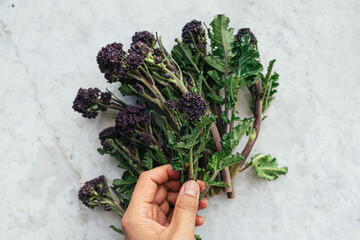 Hand holding stem of organic purple broccoli