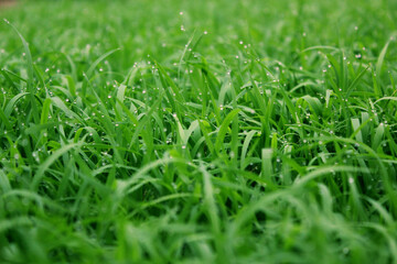 spring season abstract natural background of green rice farm close up with water drop . grass with water drops . 