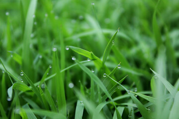 spring season abstract natural background of green rice farm close up with water drop . grass with water drops . 