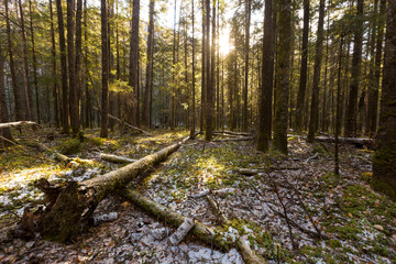 The pristine nature of the Zeya reserve. Coniferous grove in the snow.