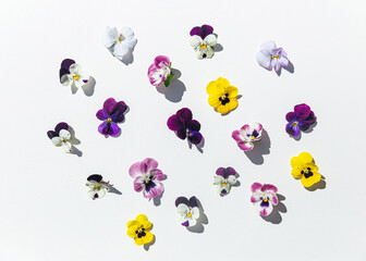 Garden pansies on white background