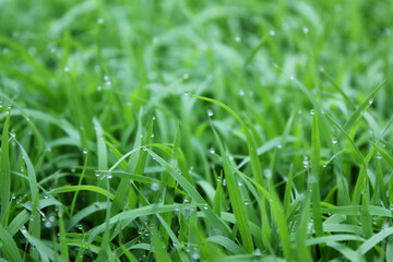 spring season abstract natural background of green rice farm close up with water drop. grass with water drops . 
