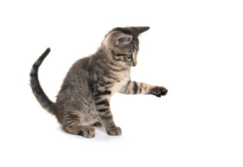 Cute tabby kitten on white background © Tony Campbell