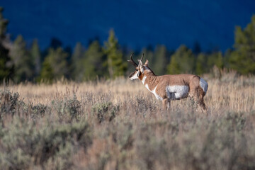 Pronghorn buck on an open meadow