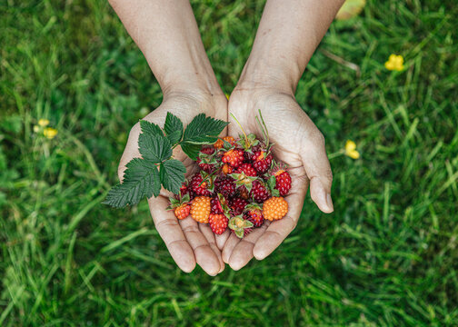 Hand holding fresh picked berries