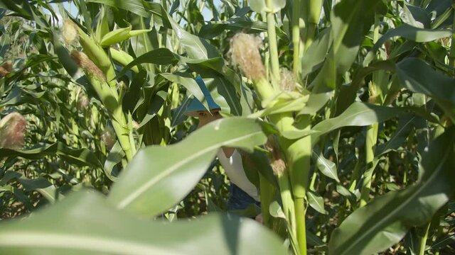 boy playing hide and seek in the cornfield, peeks out carefully, sunny day