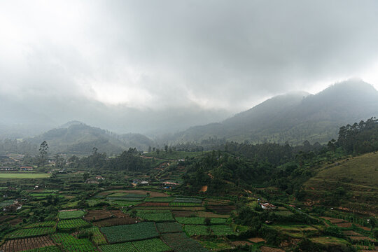 Misty tea fields and hills in Munnar, India