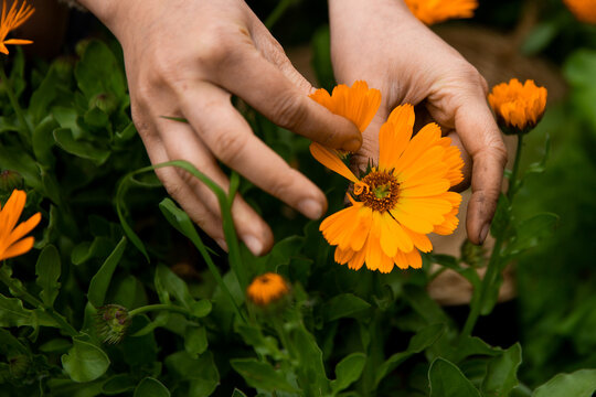 Gathering calendula petals