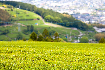 茶畑と金谷の街並み