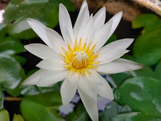 white water lily