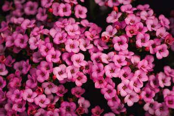 Garland flower or Rose Daphne close up. Background