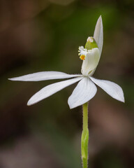 White Fingers Orchid (Caladenia catenata - has green throat) - approx 25mm dia - endemic to NSW, Queensland & Victoria, Australia