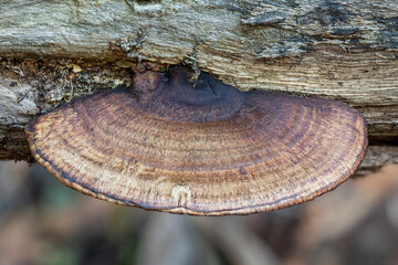 Polypore bracket fungus (with brown pores) growing on a fallen tree - NSW, Australia