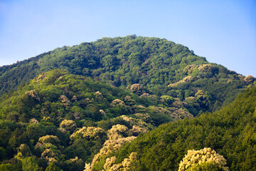 Fototapeta premium 伊勢の山林