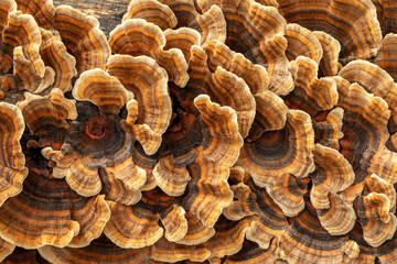 Trametes versicolor polypore brackets covering a fallen tree - NSW, Australia