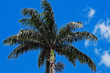Fototapeta premium Palm tree and blue sky, Ouro Preto, Brazil 