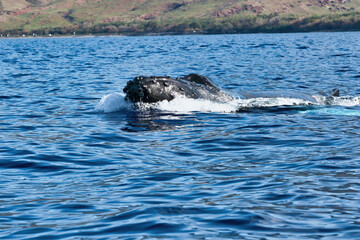 Humpback whale exploding out of the water exposing its large head.
