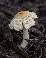 Sweet little Agaricus sp fungus growing in leaf litter - NSW, Australia