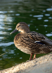 retrato de un pato en un charco