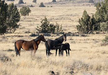 Naklejka na ściany i meble Wild horses living in the high desert of Eastern Oregon, Steens Mountain