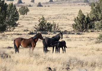 Foto op Canvas Wild horses living in the high desert of Eastern Oregon, Steens Mountain © Patricia Thomas 