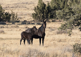 Wild horses living in the high desert of Eastern Oregon, Steens Mountain