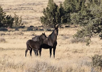 Foto op Canvas Wild horses living in the high desert of Eastern Oregon, Steens Mountain © Patricia Thomas 