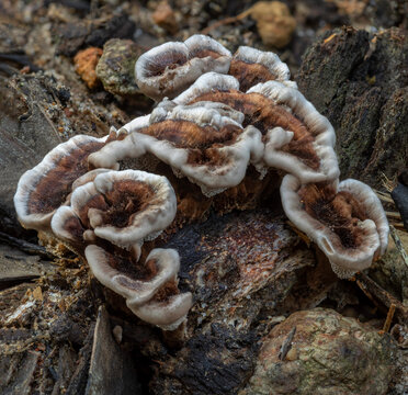 Hydnellum auratile tooth fungi growing on a fallen log - NSW, Australia