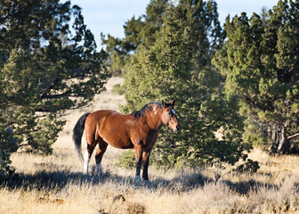 Fototapeta premium Wild horses living in the high desert of Eastern Oregon, Steens Mountain