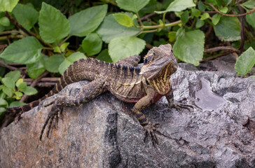 Male Eastern Water Dragon (Intellagama lesueurii lesueurii) with distinctive red chest - Coolum Beach, QLD, Australia