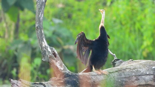 Anhinga chilling on pond ..