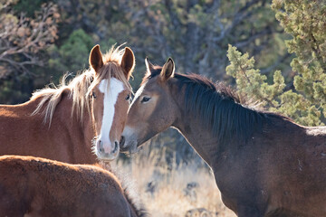 Fototapeta premium Wild horses living in the high desert of Eastern Oregon, Steens Mountain