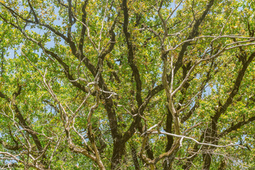 Tree branches in the city park at sunny day time.