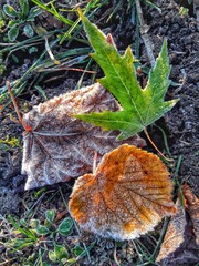 autumn leaves on the ground