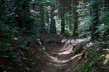 高野山町石道