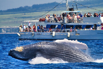 Humpback whale breaching backwards in front of a distant whale watch boat. © manuel