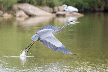 great blue heron