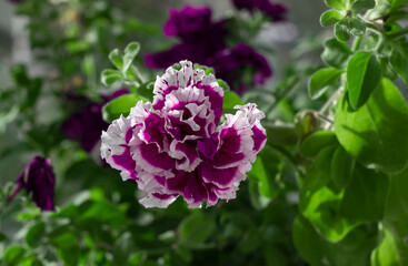 Beautiful petunia flower on a background of green foliage. Large double petunia flower, lush lilac-white with serrated petals.