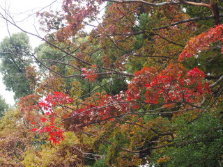 Beautiful Autumn Foliage, Gion district, Kyoto, Japan