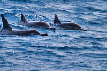 Fototapeta premium Three dolphin swimming together above the surface of the ocean.