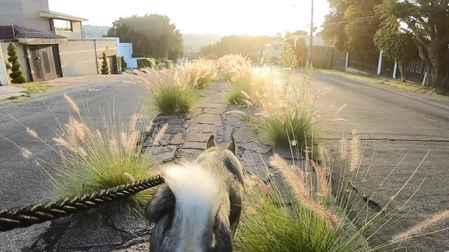 Walking with husky dog early in the morning against dawns light thru high grass
