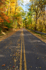 Obraz premium road in the autumn forest