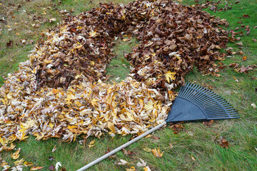 fallen leaves in pile in garden at fall season with rake