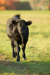 isolated black angus calf beef cattle on small farm in rural Ontario, canada in fall season