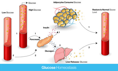 Mechanism of Glucose homeostasis in Normal human body using insulin and glucagon vector design concept.  - obrazy, fototapety, plakaty
