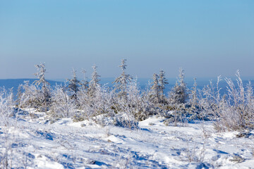 The pristine nature of the Zeya reserve. Snow-covered Christmas trees stand on the top of a snowy mountain against a blue sky