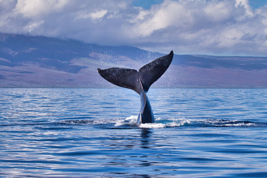 Playful humpback displaying its distinctive tail to a whale watch boat.