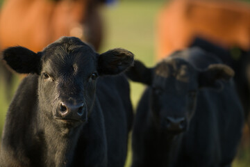 two cute black angus calves with other cows in background on fall day in small rural beef farm in Ontario canada
